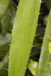 Southern rattlesnake master